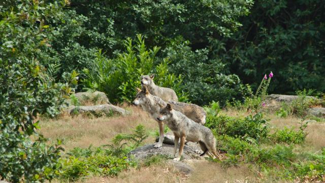 Parc Aux Loups Guéret 3