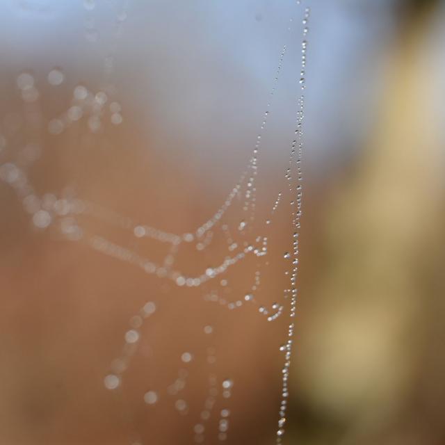 Toile D'araignée Perlée