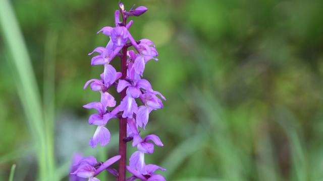 Orchidée