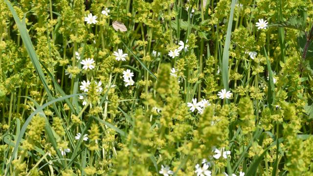 Fleurs de fossés