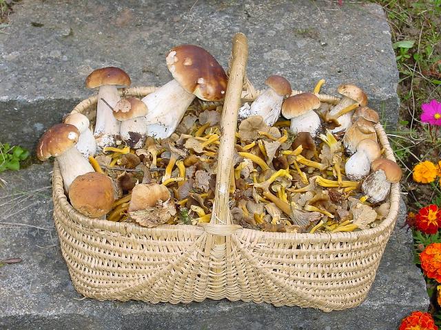 Girolles© M Pauly