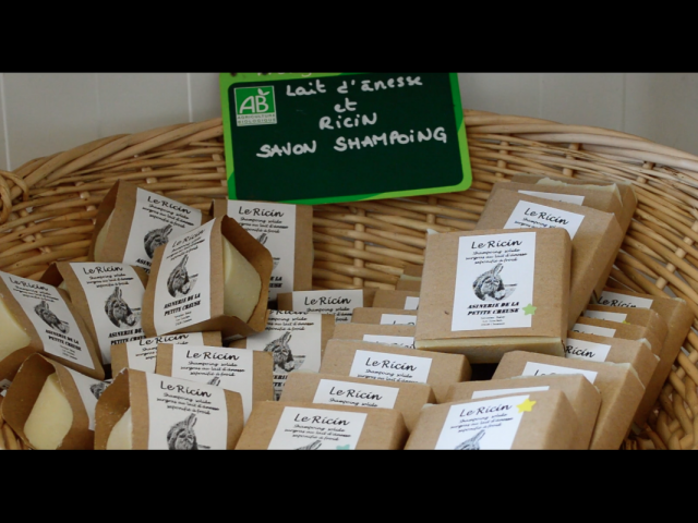 Asinerie de la Petite Creuse à Chéniers dans la Creuse