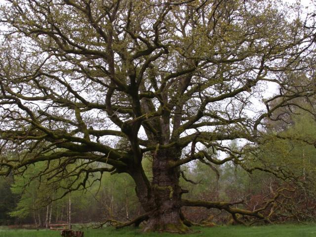 Arrenes, Chêne de Sazeirat