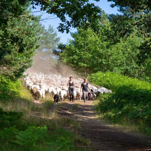 Pastoralisme Vassiviere ©Maxime Authier 2022