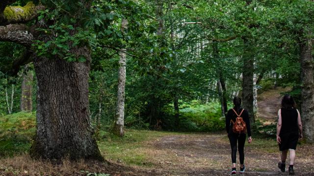 DONTREIX_ Forêt de Drouille