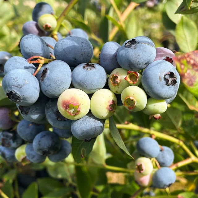 Producteur de myrtilles dans la Creuse - Myrtilles du Trimoulet Boussac Bourg circuit -court