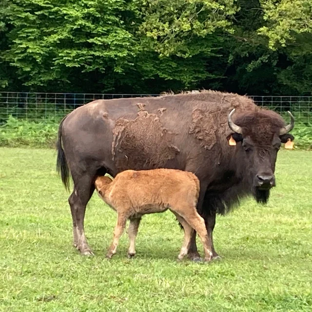 Bisons Du Palais6
