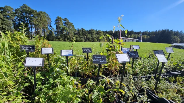 Fetedessimples24l Kraftvoll 22