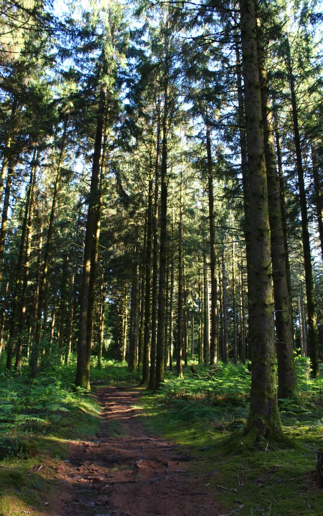 Forêt de Chabrières