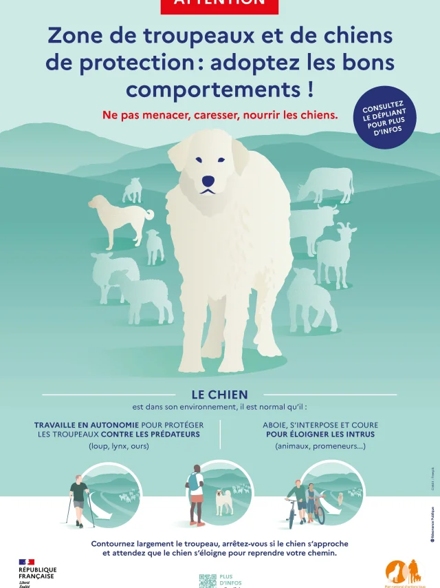 Affiche A3 Chien V1 Compressed 1
