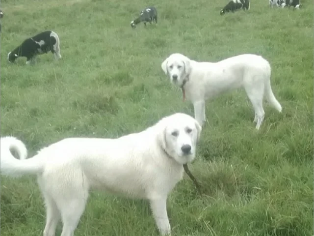 Chien_protection_Ferme_Lachaud_Creuse