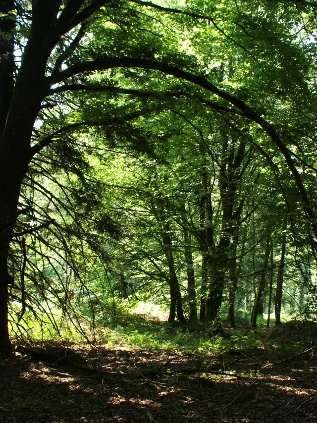 Forêt de Chabrières