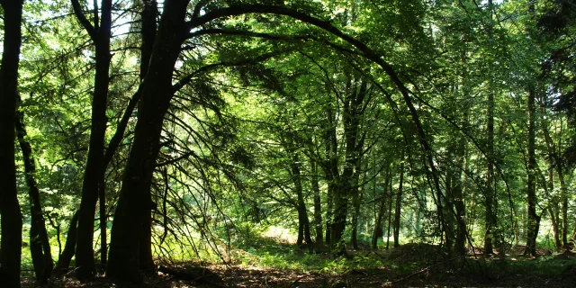 Forêt de Chabrières