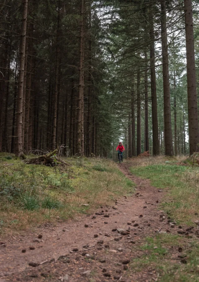 Gueret Foret Vtt Automne2 Foehn Photgraphie.jpg 1024px