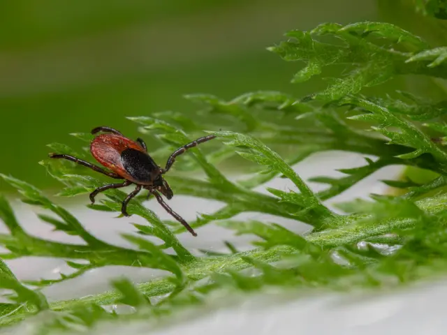 Tique, prévention dans la Creuse