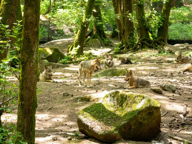 Les Loups de Chabrières - ©Les Coflocs