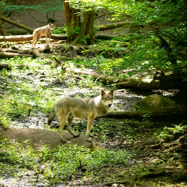Parc Animalier des Monts de Guéret Les Loups de Chabrières