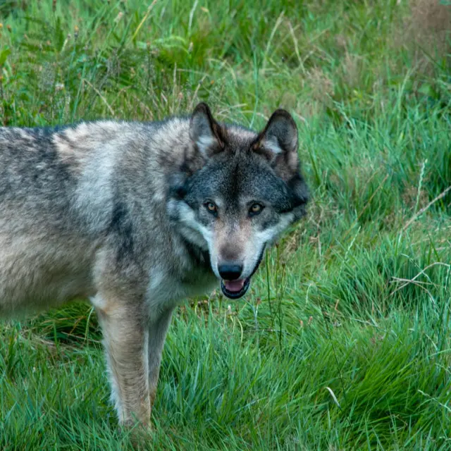 Parc Animalier des Monts de Guéret Les Loups de Chabrières