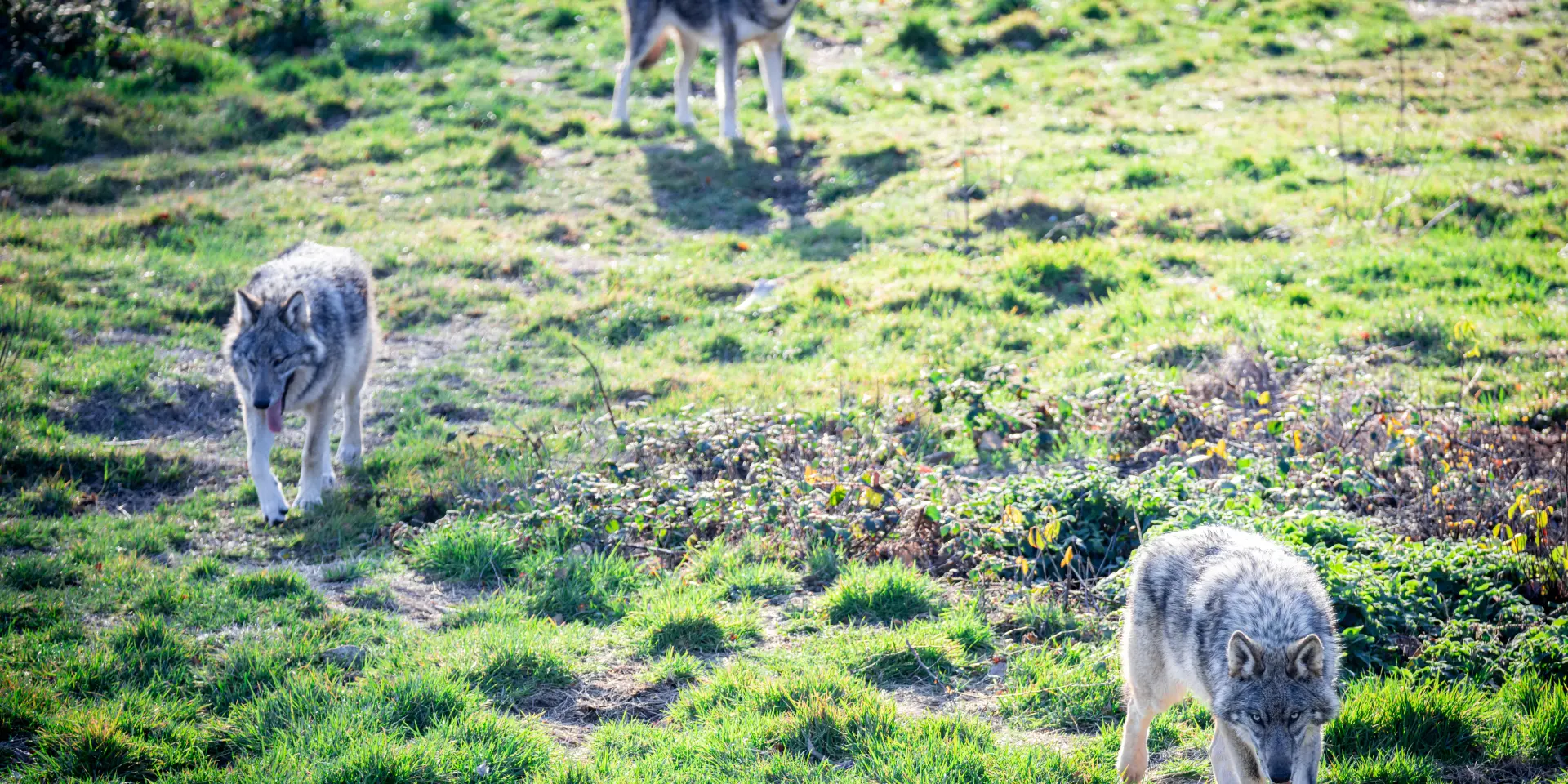 Parc Animalier des Monts de Guéret - Les Loups de Chabrières