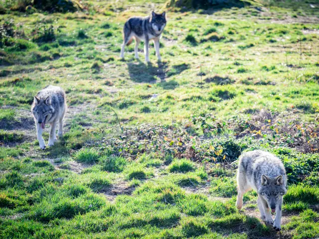 Loups de Chabrières