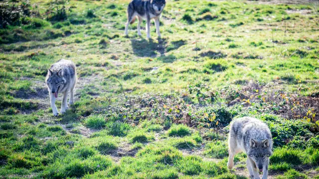 Parc Animalier des Monts de Guéret - Les Loups de Chabrières