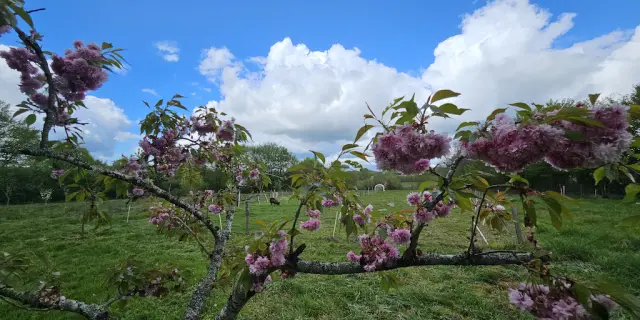 Lourdoueix St Pierre Qqpartsur Terre Jardin