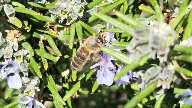 Maison d'hôtes Ourdeaux - abeille