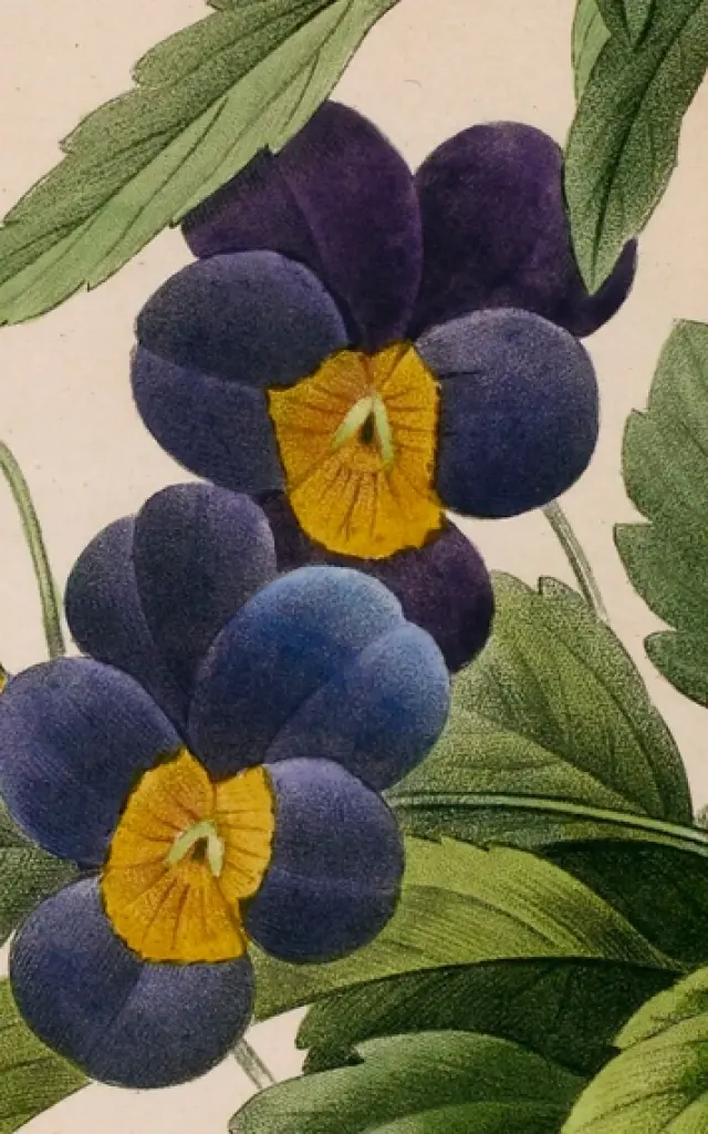 Pierre-Joseph Redouté, Pensée sauvage (Viola Tricolor), 1827. Source : gallica.bnf.fr / Bibliothèque nationale de France