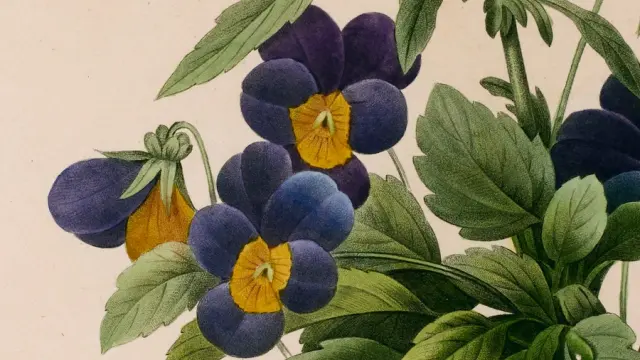 Pierre-Joseph Redouté, Pensée sauvage (Viola Tricolor), 1827. Source : gallica.bnf.fr / Bibliothèque nationale de France