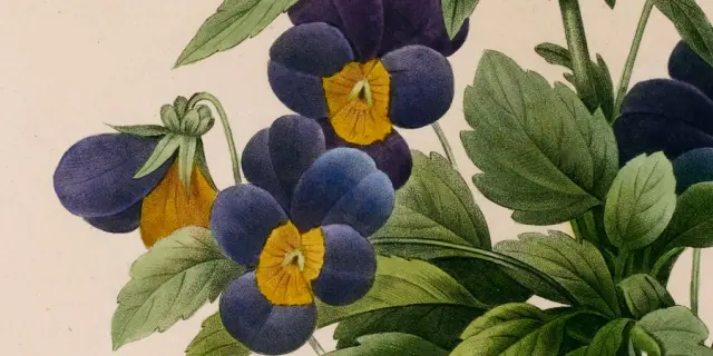 Pierre-Joseph Redouté, Pensée sauvage (Viola Tricolor), 1827. Source : gallica.bnf.fr / Bibliothèque nationale de France
