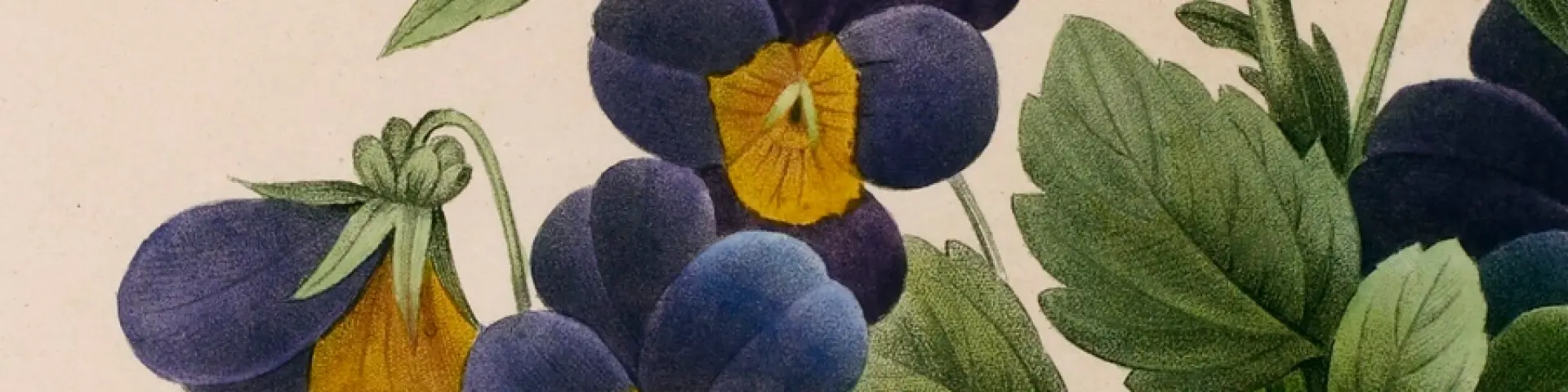 Pierre-Joseph Redouté, Pensée sauvage (Viola Tricolor), 1827. Source : gallica.bnf.fr / Bibliothèque nationale de France