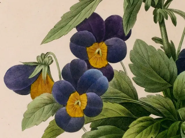 Pierre-Joseph Redouté, Pensée sauvage (Viola Tricolor), 1827. Source : gallica.bnf.fr / Bibliothèque nationale de France