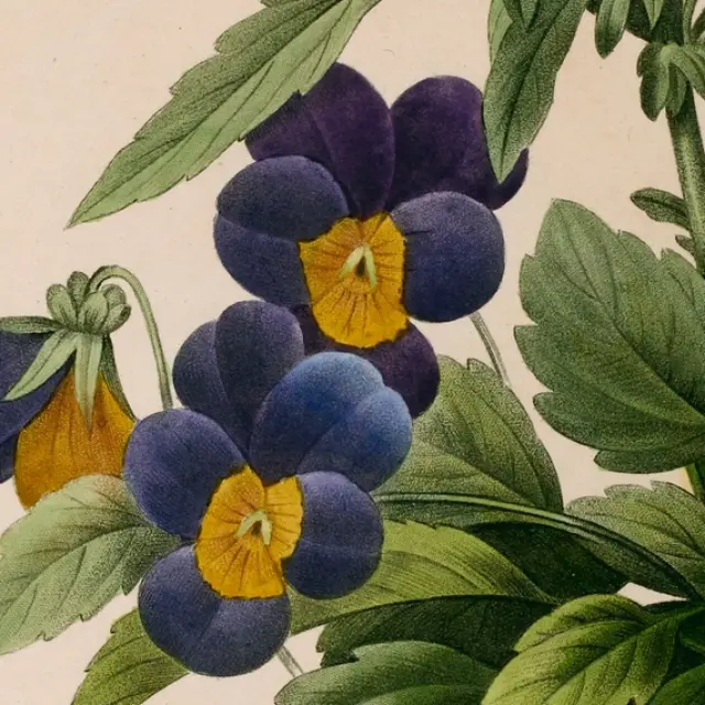 Pierre-Joseph Redouté, Pensée sauvage (Viola Tricolor), 1827. Source : gallica.bnf.fr / Bibliothèque nationale de France