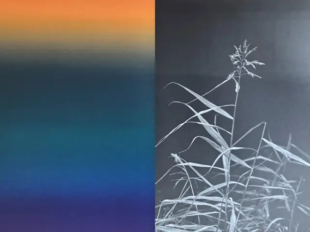 Yann Mingard, Indociles – Ambrosia artemisiifolia, Buddleja davidii, Melilotus officinalis, 2023, Parrotta Contemporary Art Gallery. Exposition collective Alors nous irons trouver la couleur ailleurs (cur. Arnaud Dubois), CIAP Vassivière, 2026 © droits réservés